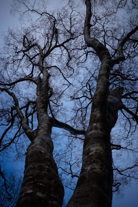 Bare trees reaching into the sky