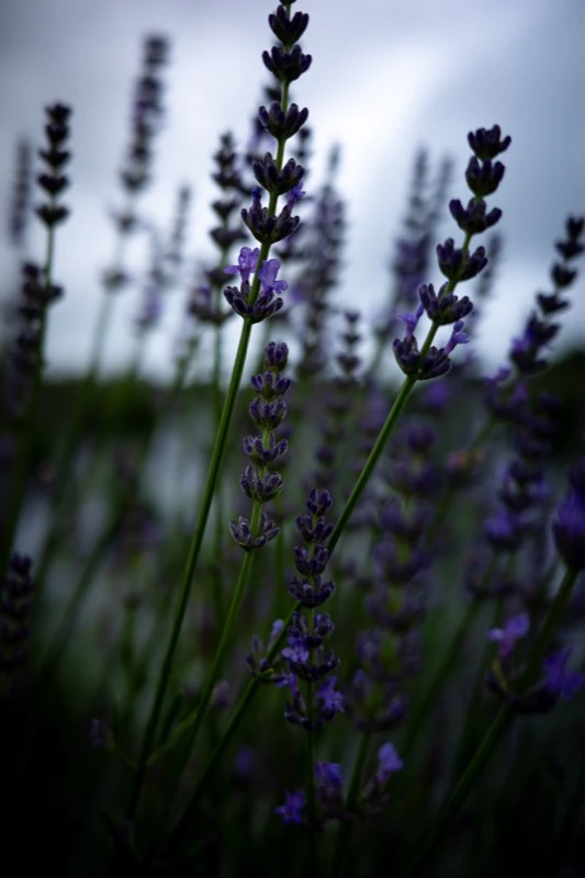 Lavender flowers against a pale sky